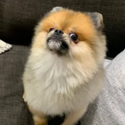 WOOF! IT’S BILLY profile