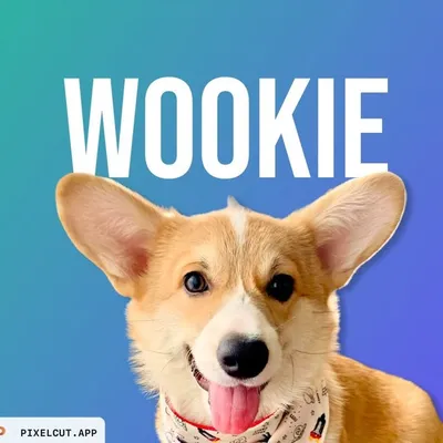 GoodBoi Wookie Burger profile