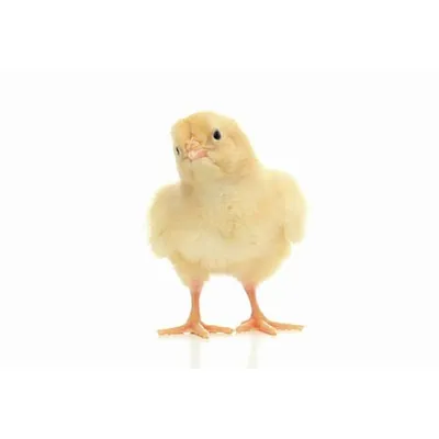 World Record chicken profile