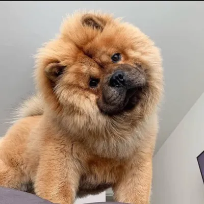 World of Chow Chow🦁 profile