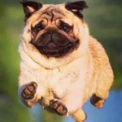 Pugs profile