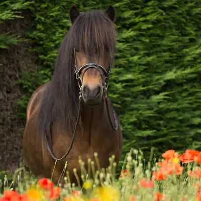 Ridersworld🐎 ↬13,1k💓 profile