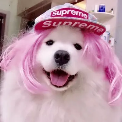 Wow Cute Dog