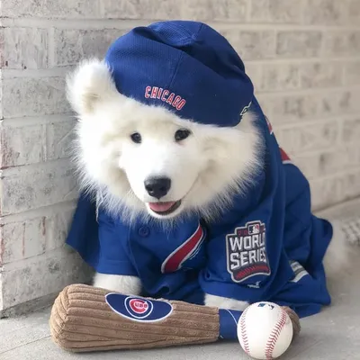 wrigley fluff ๐พ profile