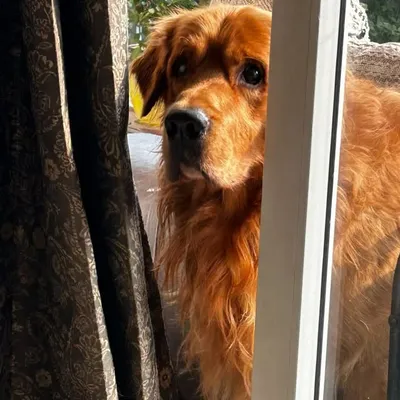 Waffle - The Golden Retriever profile