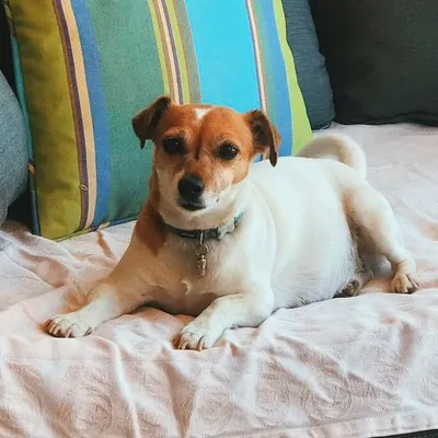 Joey's Hund, Wummel profile