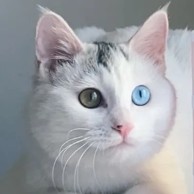 Xiao Mo The Cat profile