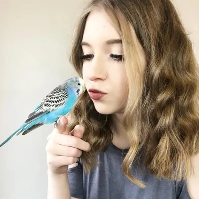 Die Vogelfamilie profile