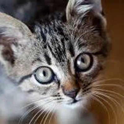 animals profile