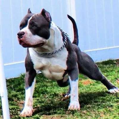 xxldesignerpitbulls profile