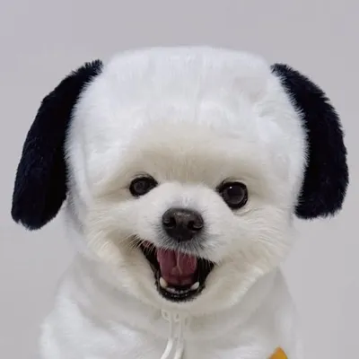 김옒과 김둡 👩🏻🐶 profile