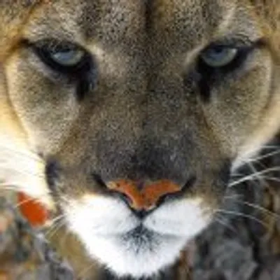 Yellowstone Cougar Project profile