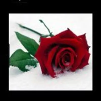 نوره الحامد profile