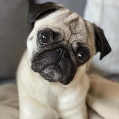 yo_itsmilothepug profile