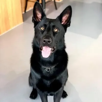 Kobe ๐ German Shepherd ๐ค profile