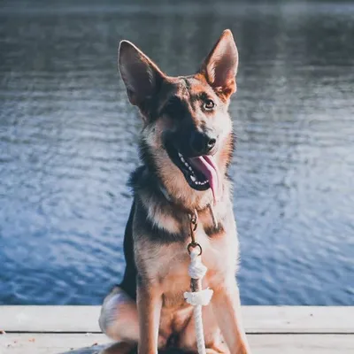 Yogi Bear profile