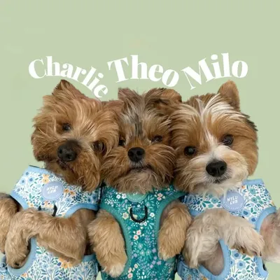 Charlie, Milo & Theo profile