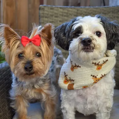 Lucy the Yorkie (and Leo!) profile