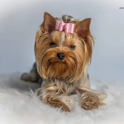 Yorkshire Pink profile