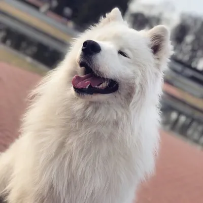 Yoshi_Samoyed profile