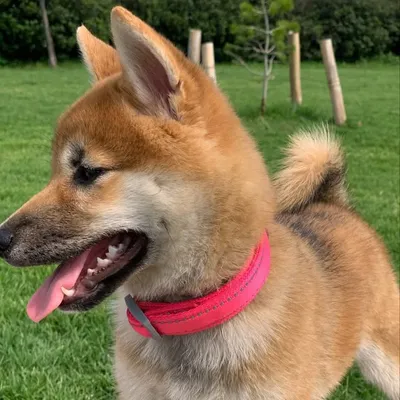 M O L L Y profile