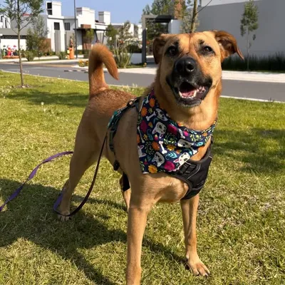 Nalita profile