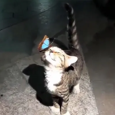 よきき profile