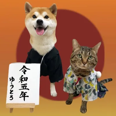 仲良し犬猫兄弟 柴犬ゆうと猫のとろ profile