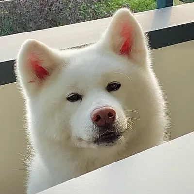 Yuki profile