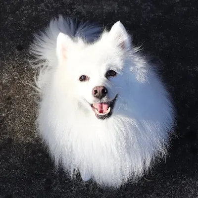 Yuki the Japanese Spitz profile