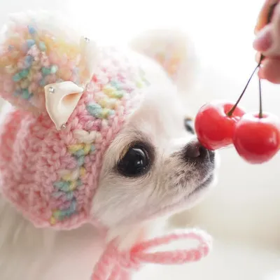 チワワの雪と晴 Chihuahua profile