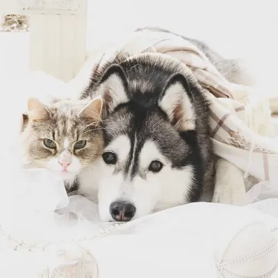🐕🐾のの&Guri🐈🐾+MOMO profile