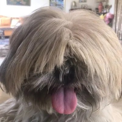 Yuki "the Schnoopie" Narain profile