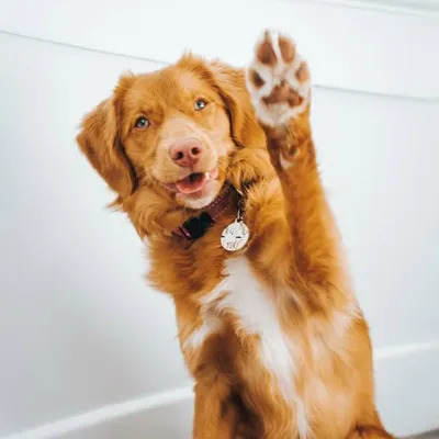 Yuki the Toller profile