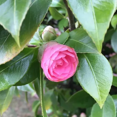 Vancouver Flowers profile