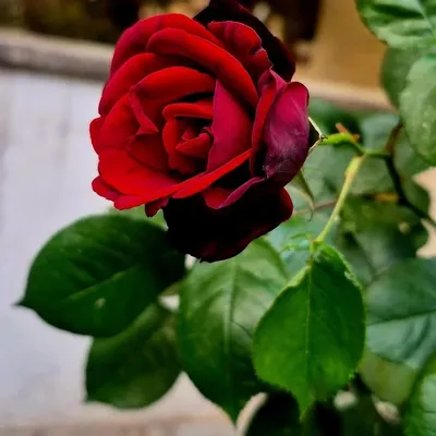 موبایل گرافی /حس خوب /عکاسی profile