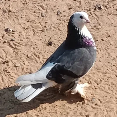 Zala Soban profile