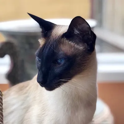 Hi, i’m Zambi! 😸 profile