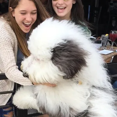 ๐พ Zammy the GIANT Sheepadoodle profile
