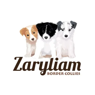 Zaryliam Border Collies profile