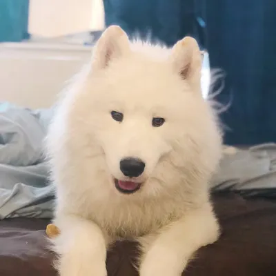 Zed the Fluff ☁️ profile