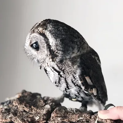 Zeus The Blind Owl profile