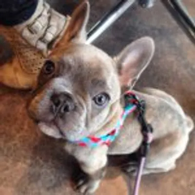 ⚡️⚡️Zeus the Frenchie ⚡️⚡️ profile