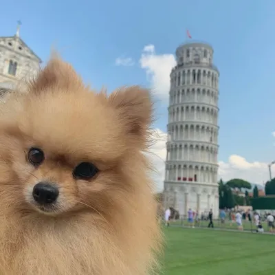 Zidane The Pomeranian profile