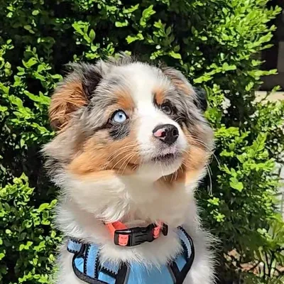 Ziggy | Mini Australian Shepherd profile