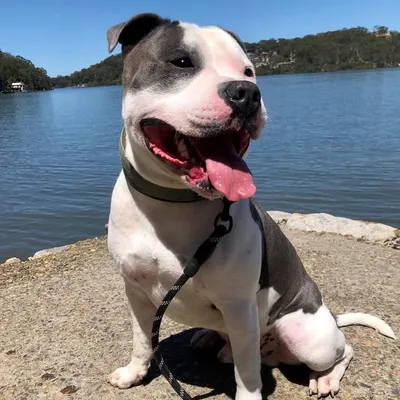 Ziggy the Blue English Staffy profile