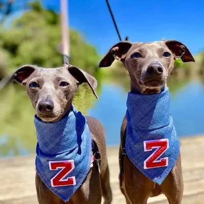 ✖️ziggy and zed✖️ profile