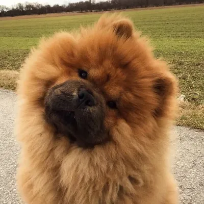zinothebear profile