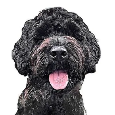 Zizo | Portuguese Water Dog profile