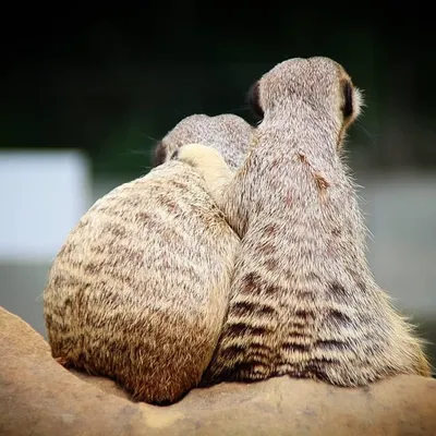 Capybara-Lover profile